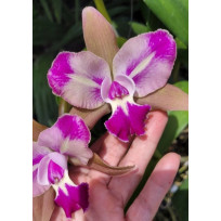 Blc. Chyong Guu Benz - AD ( touceira no cachepo)