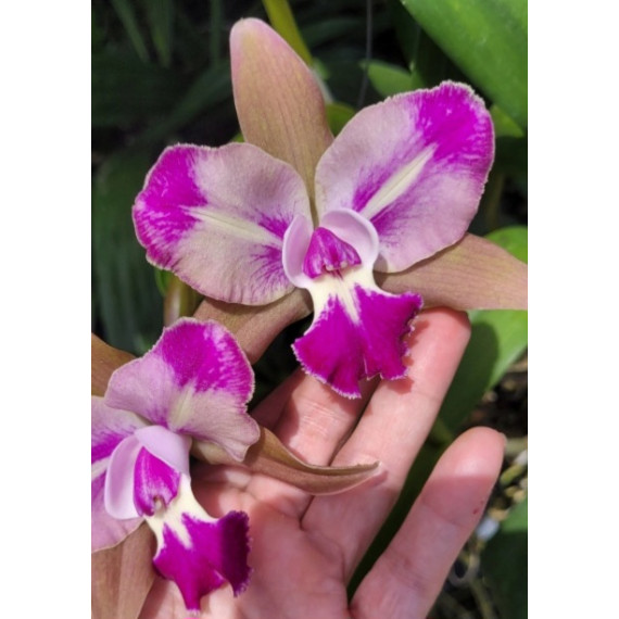 Blc. Chyong Guu Benz - AD ( touceira no cachepo)