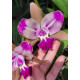 Blc. Chyong Guu Benz - AD ( touceira no cachepo)