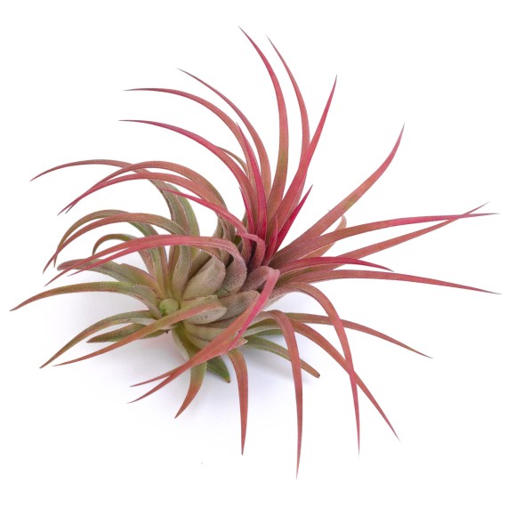 Tilandsia Ionanta Fire