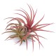 Tilandsia Ionanta Fire