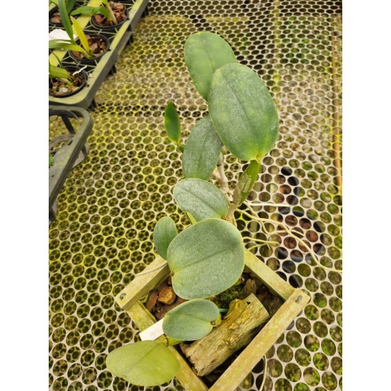 Cattleya Walkeriana Alba Tião - AD (confirmada)
