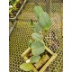 Cattleya Walkeriana Alba Tião - AD (confirmada)