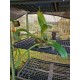 Bulbophyllum Bufordiense ( no cachepo ) - AD