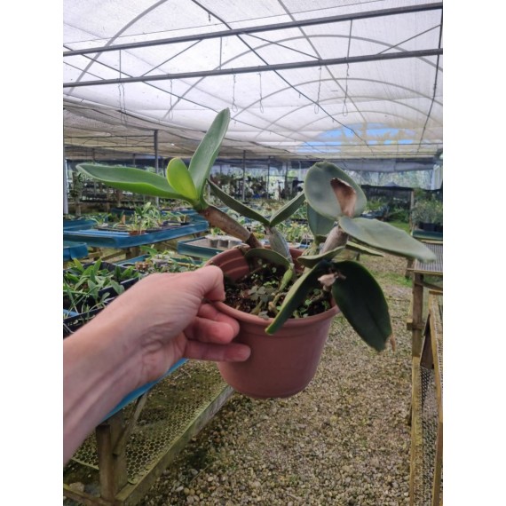 Cattleya Schilleriana Semi Alba - AD