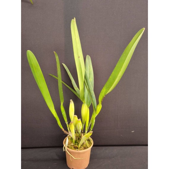 Laelia Lobata Alba Plena - AD