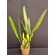 Laelia Lobata Alba Plena - AD