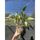 Blc. Chyong Guu Benz - AD ( touceira no cachepo)
