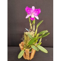 Cattleya Walkeriana flamea trilabelo ( no cachepo ) - AD