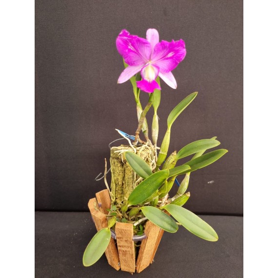 Cattleya Walkeriana flamea trilabelo ( no...