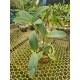 Cattleya Penny Kuroda
