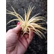Tilandsia Ionanta Ghost