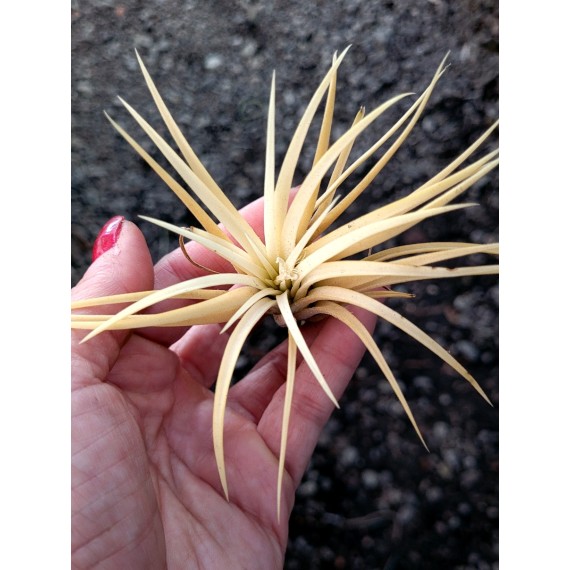 Tilandsia Ionanta Ghost