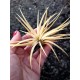 Tilandsia Ionanta Ghost
