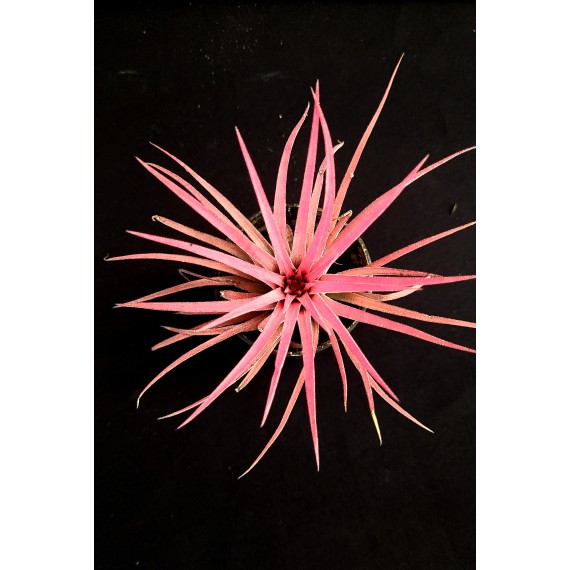 Tilandsia Ionanta Fire