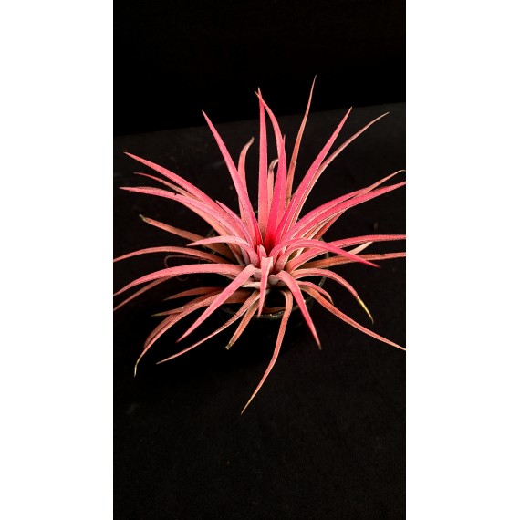 Tilandsia Ionanta Fire