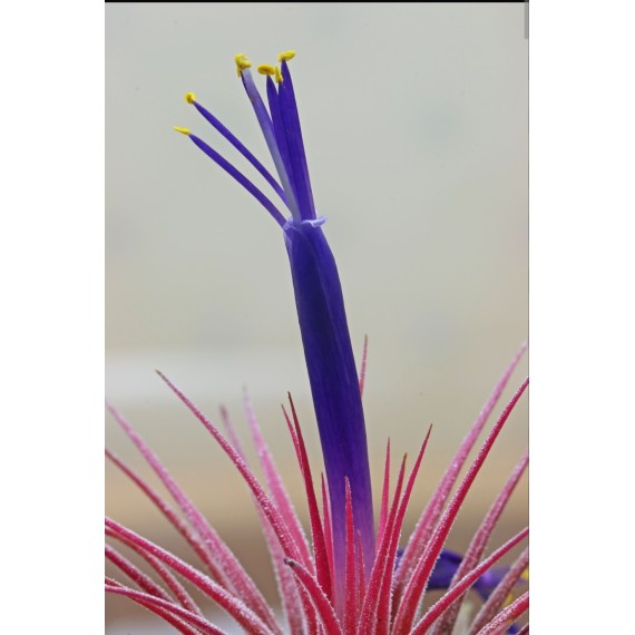 Tilandsia Ionanta Fire