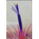 Tilandsia Ionanta Fire