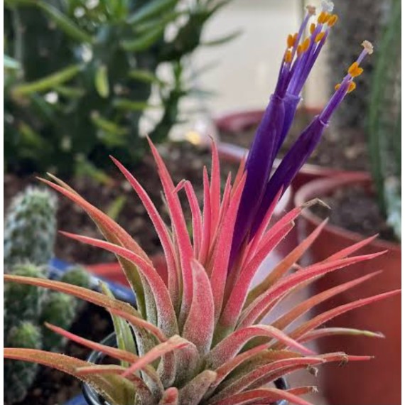 Tilandsia Ionanta Fire
