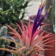 Tilandsia Ionanta Fire
