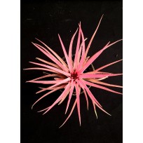 Tilandsia Ionanta Fire