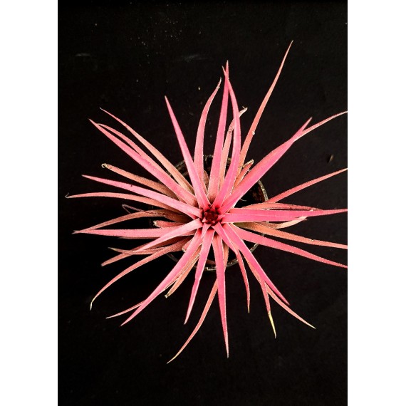 Tilandsia Ionanta Fire