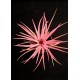 Tilandsia Ionanta Fire