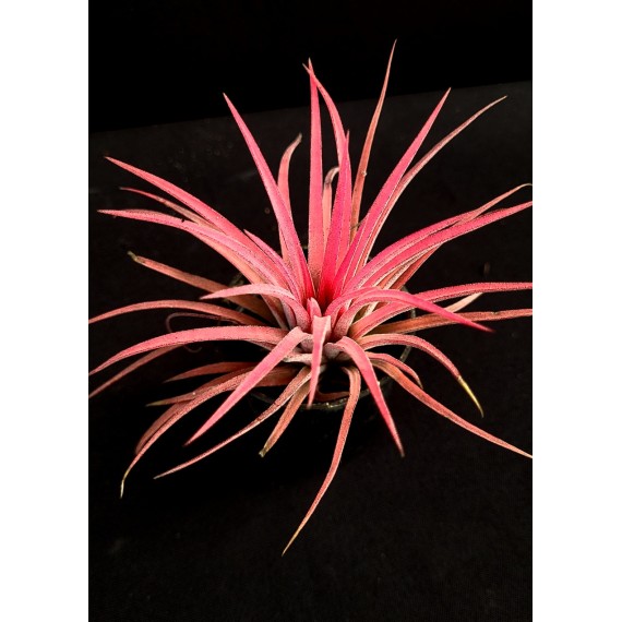 Tilandsia Ionanta Fire