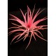 Tilandsia Ionanta Fire