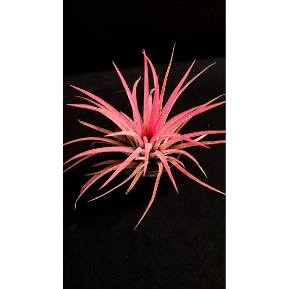 Tilandsia Ionanta Fire