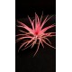 Tilandsia Ionanta Fire
