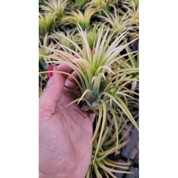 Tilandsia Ionanta Ghost