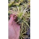 Tilandsia Ionanta Ghost
