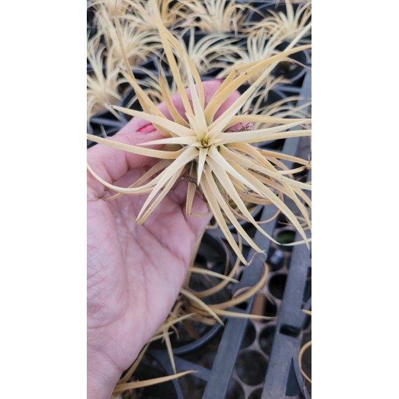 Tilandsia Ionanta Ghost