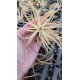 Tilandsia Ionanta Ghost