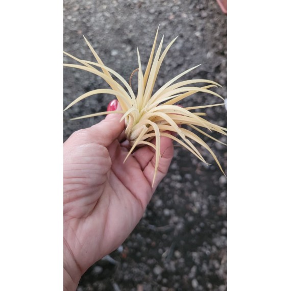 Tilandsia Ionanta Ghost
