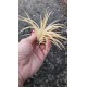Tilandsia Ionanta Ghost