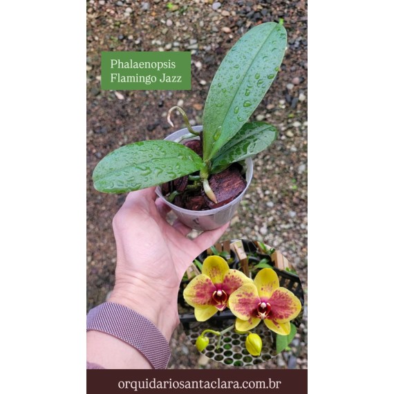 Phalaenopsis Flamingo Jazz - MUDA
