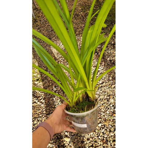 Cymbidium Aloifolium -PREMIUM