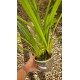 Cymbidium Aloifolium -PREMIUM
