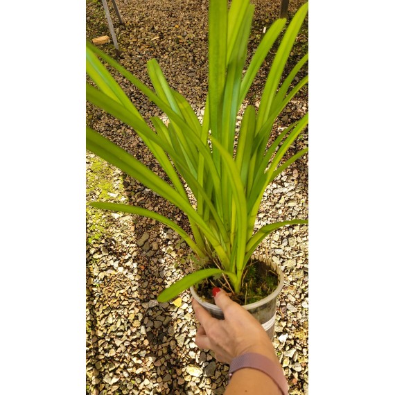Cymbidium Aloifolium -PREMIUM