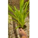 Cymbidium Aloifolium -PREMIUM