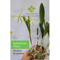 Epidendrum Ciliare - NA PLACA DE MADEIRA