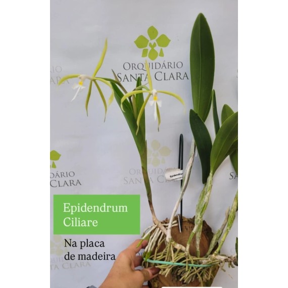Epidendrum Ciliare - NA PLACA DE MADEIRA