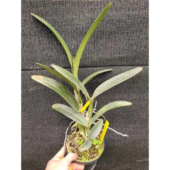 Encyclia Cordigera x Hawaiian Wedding Song - AD