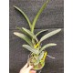 Encyclia Cordigera x Hawaiian Wedding Song - AD