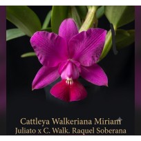Cattleya Walkeriana Mirian Juliato x Raquel Soberana - AD