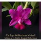 Cattleya Walkeriana Mirian Juliato x Raquel Soberana - AD