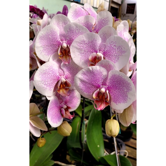 Phalaenopsis Lace Butterfly (muda) SALDÃO