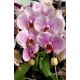 Phalaenopsis Lace Butterfly (muda) SALDÃO